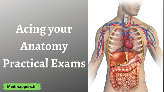 Acing your Anatomy Practical Exams