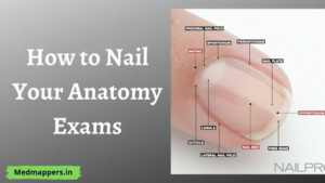 Read more about the article How to Nail Your Anatomy Exams For Beginners